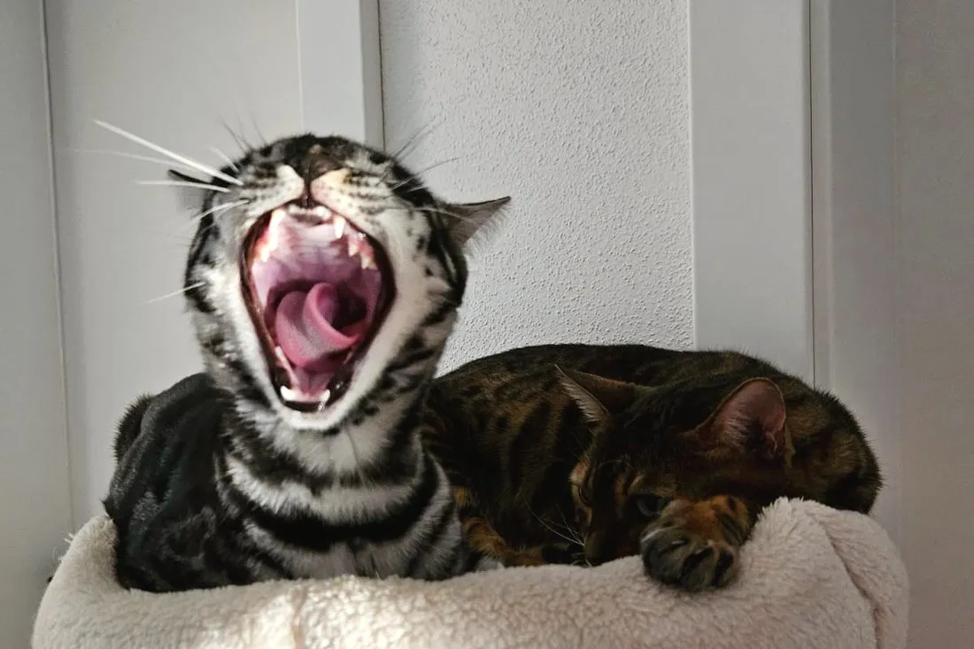 Gähnende Bengalkatze neben einer schlafenden zweiten